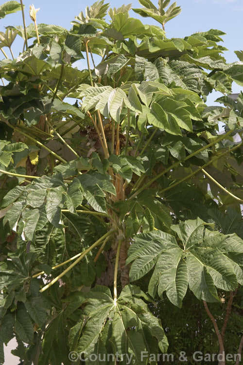 Rice. Paper Plant (<i>Tetrapanax papyrifer</i>), a large, evergreen, suckering shrub of the aralia family from Taiwan and possibly nearby parts of mainland. China. The pith and pulp of the stems has been used in the manufacture of high-grade paper. tetrapanax-3358htm'>Tetrapanax. Order: Apiales, Family: Araliaceae