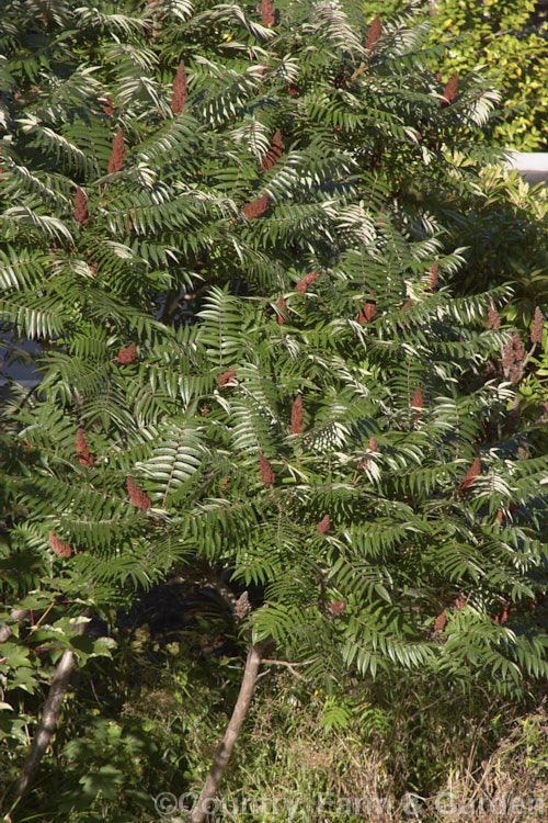Stag's Horn. Sumach (<i>Rhus typhina</i>), a deciduous shrub or small tree native to temperate eastern North America. It is known for its autumn foliage and velvety red fruit. rhus-2719htm'>Rhus. <a href='anacardiaceae-plant-family-photoshtml'>Anacardiaceae</a>.