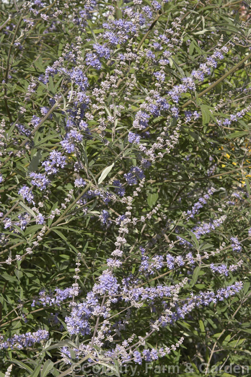 Chaste. Tree (<i>Vitex agnus-castus</i>), a late summer-flowering evergreen or semi-evergreen shrub or small tree to around 5m tall, with flower panicles to over 30cm long. Native to southern Europe it now occurs widely in the warm temperate regions and the subtropics. vitex-2927htm'>Vitex.