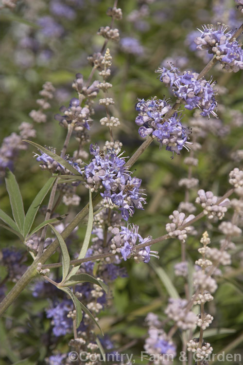 Chaste. Tree (<i>Vitex agnus-castus</i>), a late summer-flowering evergreen or semi-evergreen shrub or small tree to around 5m tall, with flower panicles to over 30cm long. Native to southern Europe it now occurs widely in the warm temperate regions and the subtropics. vitex-2927htm'>Vitex.