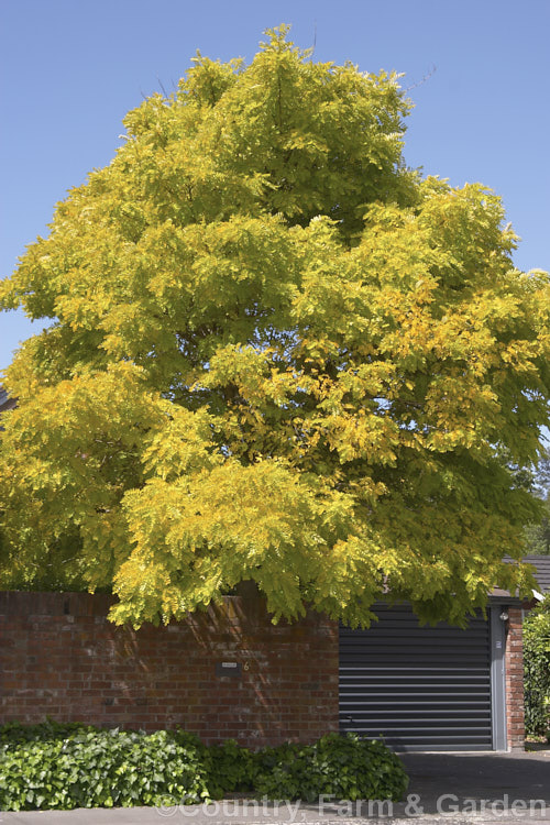 Robinia pseudoacacia 'Frisia', a golden-yellow-leafed form of the common. Black Locust, a 12-2.5m tall deciduous tree from the eastern and central United States. This form is a foliage cultivar that rarely has more than a few flowers. robinia-2218htm'>Robinia.