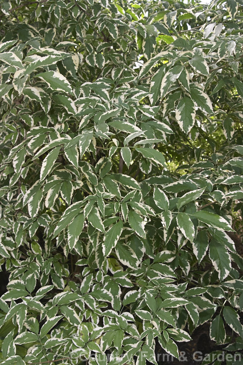 Variegated Elderberry (<i>Sambucus nigra 'Marginata'), a variegated cultivar of a spring-flowering Eurasian deciduous shrub that often naturalises and can become a weed. Its flowers and fruit can be used for wine making. The foliage edges of 'Marginata' are soft yellow when young but mature to cream. Order: Dipsacales, Family: Adoxaceae