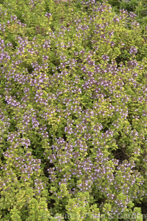 Thymus x citriodorus 'Anderson's Gold', a yellow-green-foliaged cultivar of Lemon-scented. Thyme, an aromatic. Thymus pulegioides x Thymus vulgaris hybrid that is popular as an ornamental groundcover and for culinary use. Order: Lamiales, Family: Lamiaceae