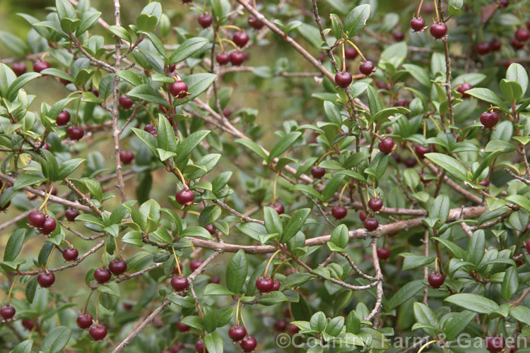 The fruit of theChilean. Guava or Chilean. Cranberry (<i>Ugni molinae [syn. Myrtus ugni]), a spring- to summer-flowering evergreen shrub native to temperate. South America. The creamy pink flowers are followed by edible dark red fruit and the whole plant is aromatic, especially the fruit. ugni-2749htm'>Ugni. .
