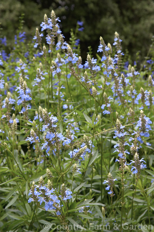 Salvia uliginosa, a vigorous, 2–25m tall, late summer- to autumn-flowering perennial from Brazil, Uruguay and Argentina. It is similar to the smaller, lighter-coloured and earlier flowering Salvia azurea. Order: Lamiales, Family: Lamiaceae