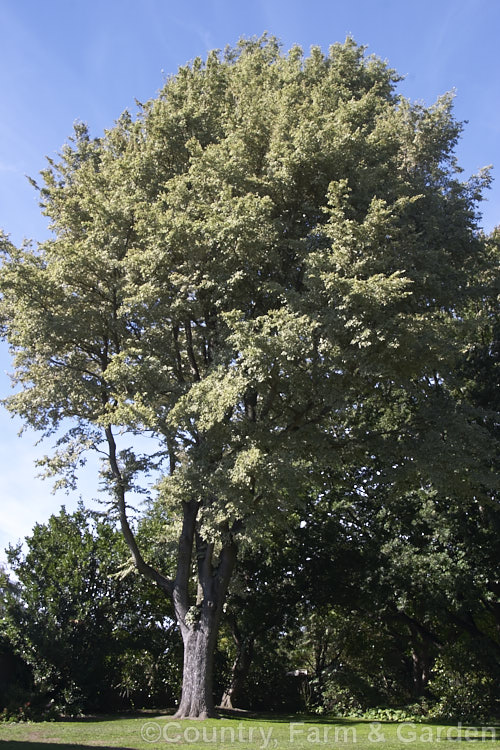 Variegated European Field or Smooth-leaved Elm (<i>Ulmus carpinifolia 'Variegata'), a variegated cultivar in which the leaves are white-mottled rather than having a sectored or edged pattern. Order: Rosales, Family: Ulmaceae
