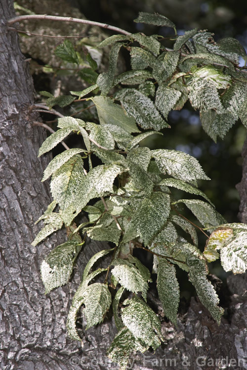Variegated European Field or Smooth-leaved Elm (<i>Ulmus carpinifolia 'Variegata'), a variegated cultivar in which the leaves are white-mottled rather than having a sectored or edged pattern. Order: Rosales, Family: Ulmaceae