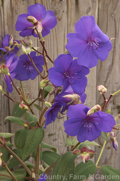 Lasiandra, Glory. Bush or Princess Flower (<i>Tibouchina urvilleana [syn. Tibouchina grandiflora]), a tender evergreen shrub up to 5m tall It is native to Brazil and the flowers appear throughout the warmer months. Order: Myrtales, Family: Melastomataceae