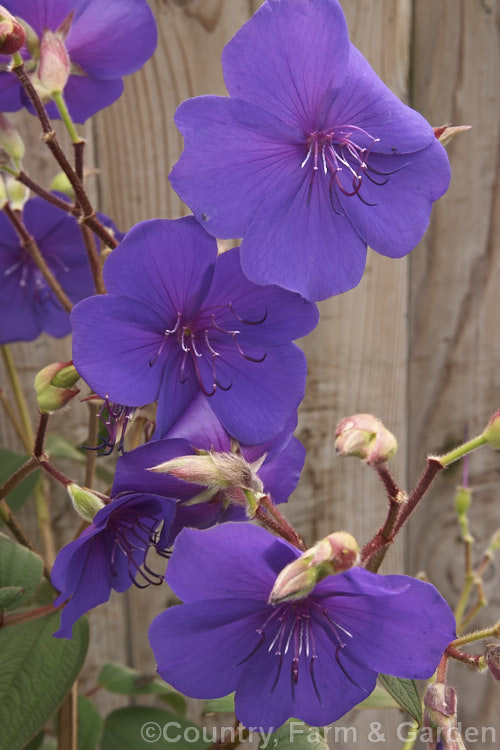 Lasiandra, Glory. Bush or Princess Flower (<i>Tibouchina urvilleana [syn. Tibouchina grandiflora]), a tender evergreen shrub up to 5m tall It is native to Brazil and the flowers appear throughout the warmer months. Order: Myrtales, Family: Melastomataceae