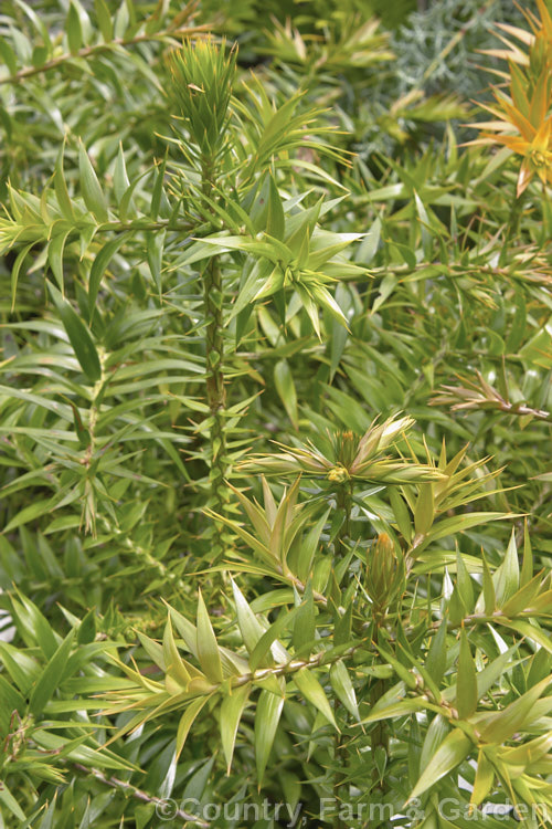 Foliage of the Bunya Bunya (<i>Araucaria bidwillii</i>), a 45m tall evergreen conifer native to Queensland, Australia. It is a near relative of the Monkey Puzzle tree and Norfolk Island Pine. Order: Pinales, Family: Araucariaceae