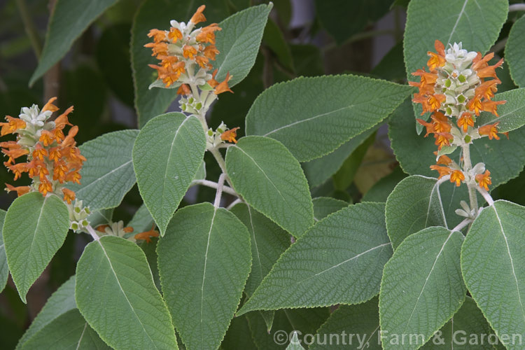 Colquhounia vestita (syn. Colquhounia coccinea var. vestita</i>), a 3-4m high, summer- to autumn-flowering evergreen shrub native to the eastern Himalayas and southwest China. Colquhounia vestita has slightly larger and heavier growth than the similar. Colquhounia coccinea but is most readily distinguished by its sage green leaves and the white indumentum on the stems and undersides of the foliage. Colquhounia coccinea has brighter green leaves, red-tinted young stems and far less noticeable indumentum. Order: Lamiales, Family: Lamiaceae