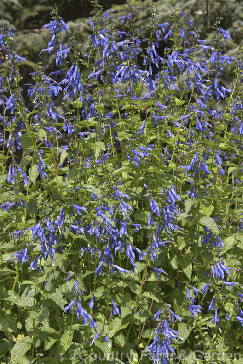 Salvia guaranitica 'Black & Blue', a cultivar of a 15m tall perennial from Brazil, Uruguay and Argentina. The bright blue flowers are reminiscent of those of Salvia patens but are smaller. In this cultivar the calyces are very dark, almost black, and contrast well with the flowers. Order: Lamiales, Family: Lamiaceae