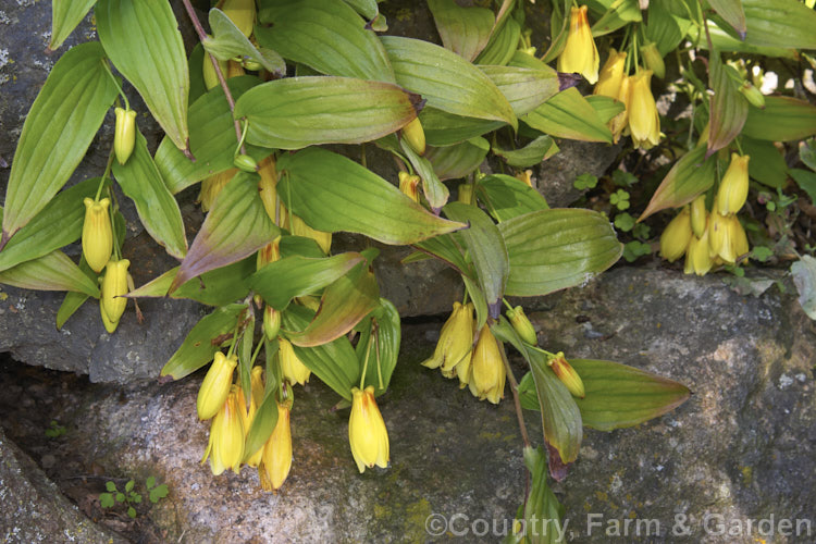 Tricyrtis macrantha, an autumn-flowering Japanese perennial. It grows to around 90cm high with arching stems but is inclined to sprawl unless sheltered and supported. tricyrtis-2303htm'>Tricyrtis. <a href='liliaceae-plant-family-photoshtml'>Liliaceae</a>.