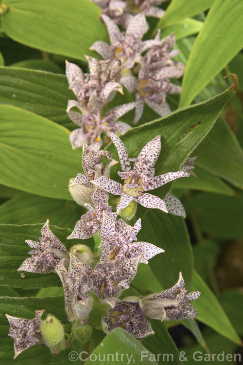 Toad. Lily (<i>Tricyrtis hirta</i>), an autumn-flowering Japanese herbaceous perennial that forms a large, spreading clump around 80cm high. tricyrtis-2303htm'>Tricyrtis. <a href='liliaceae-plant-family-photoshtml'>Liliaceae</a>.