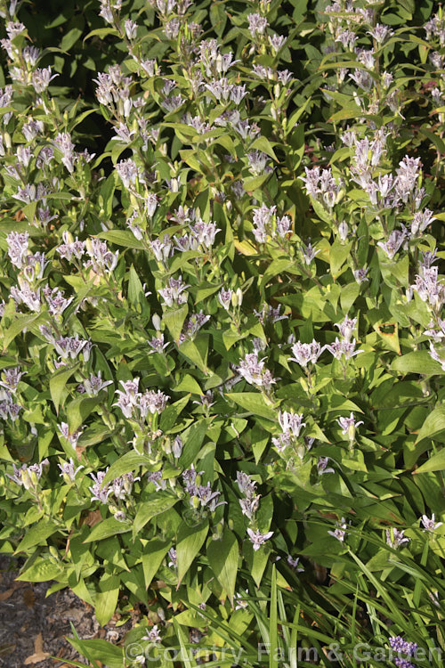 Tricyrtis macropoda, a Chinese species of toad lily that grows to around 70cm tall and forms a dense, spreading clump. Like most species in the genus it is autumn-flowering. tricyrtis-2303htm'>Tricyrtis. <a href='liliaceae-plant-family-photoshtml'>Liliaceae</a>.