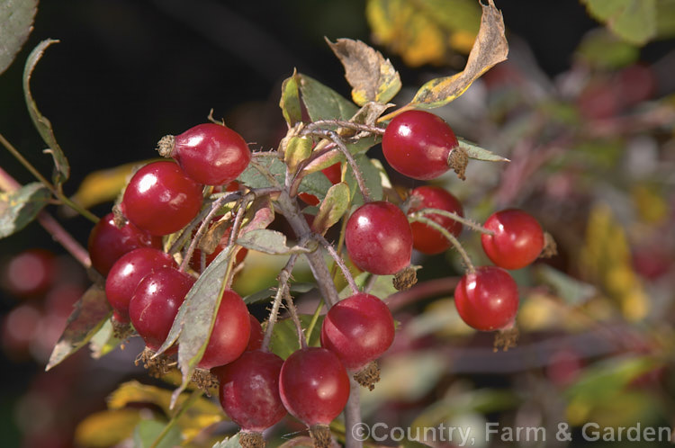 The hips or haws of Rosa glauca (syn. Rosa rubrifolia</i>), a very hardy rose native of the mountains of central and southern Europe. Order: Rosales, Family: Rosaceae