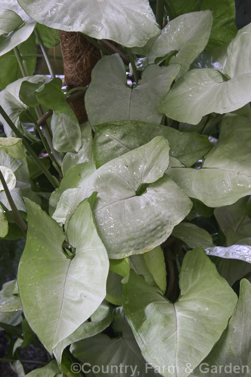 Syngonium 'Silver Pearl', a compact, semi-climbing cultivar or hybrid with light grey-green to pale green leaves