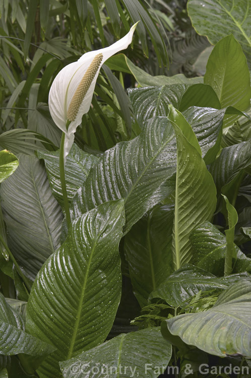 Spathiphyllum commutatum, a large-growing, large-flowered Peace. Lily native to Indonesia and the Philippines. It grows to around 15m tall with 50cm long leaves and 24cm flower spathes. spathiphyllum-2500htm'>Spathiphyllum.