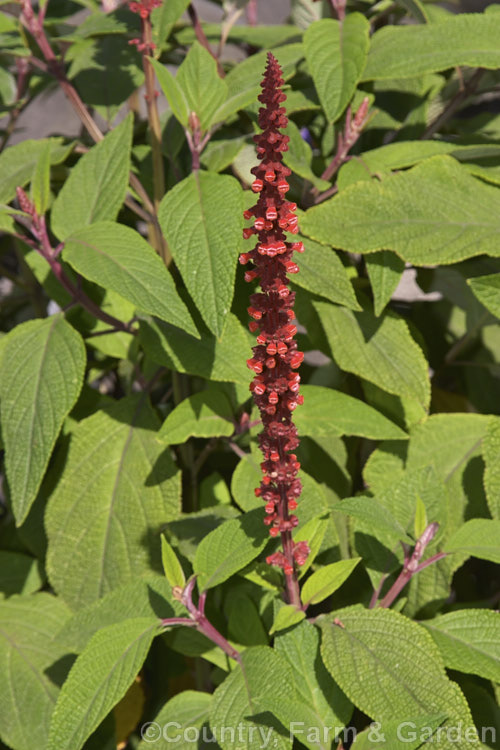 Salvia confertiflora, a very distinctive summer-flowering perennial sage from Brazil. It grows 1–2m tall with leaves up to 20cm long and flower spikes up to 30cm long. Order: Lamiales, Family: Lamiaceae