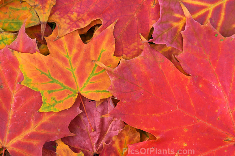 Fallen autumn leaves of the Sugar Maple (<i>Acer saccharum</i>), a species widespread in North America. The sap is tapped for maple syrup and the strong, often beautifully grained, timber has many uses. Order Sapindales, Family: Sapindaceae