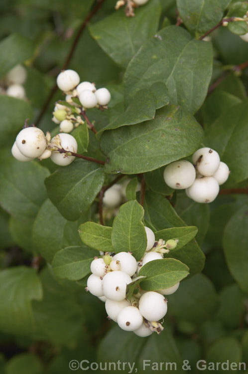 <a href='caprifoliaceae-plant-family-photoshtml'>Caprifoliaceae</a>