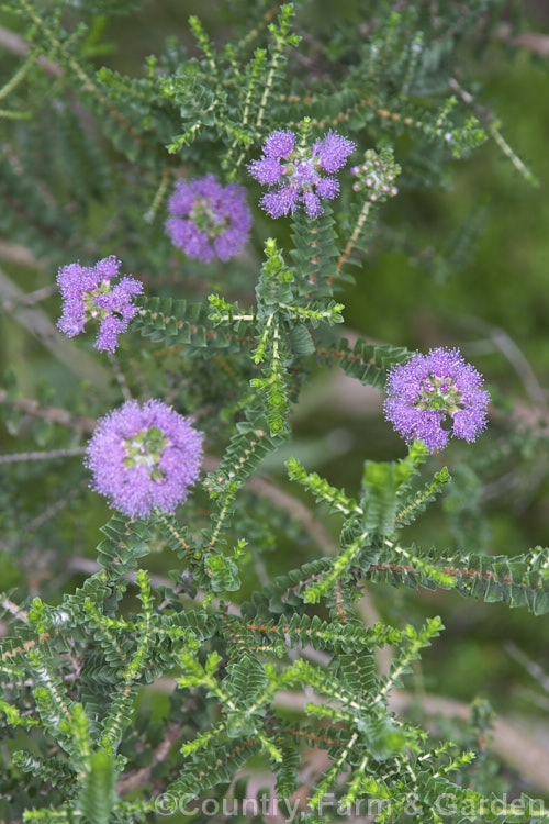 Regelia ciliata, a 15m tall evergreen shrub native to Western Australia. It is closely related to the paperbarks (<i>Melaleuca</i>) and bottlebrushes (<i>Callistemon</i>)