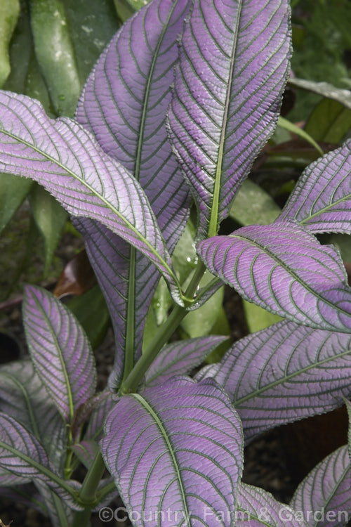 <a href='acanthaceae-plant-family-photoshtml'>Acanthaceae</a>
