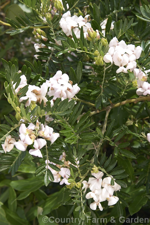 Keurboom (<i>Virgilia divaricata</i>), an evergreen leguminous tree native to South Africa. The flowers are pleasantly scented and appear throughout the warmer months, the flowering time varying with the tree. This species may self-sow and become invasive in mild climates. virgilia-3391htm'>Virgilia.