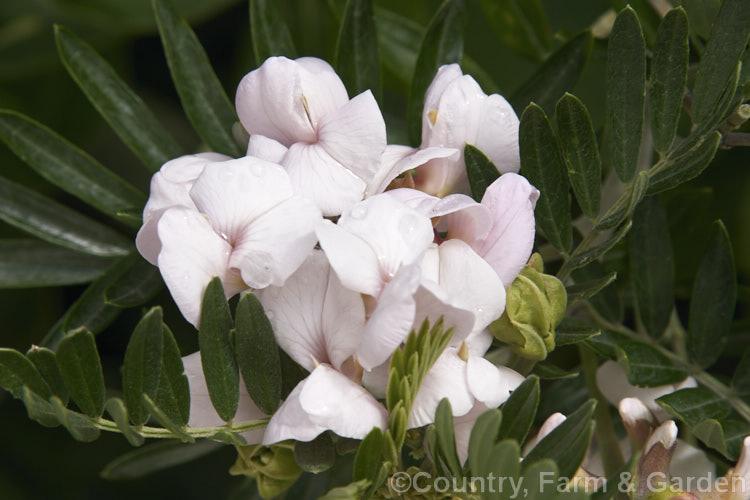 Keurboom (<i>Virgilia divaricata</i>), an evergreen leguminous tree native to South Africa. The flowers are pleasantly scented and appear throughout the warmer months, the flowering time varying with the tree. This species may self-sow and become invasive in mild climates. virgilia-3391htm'>Virgilia.