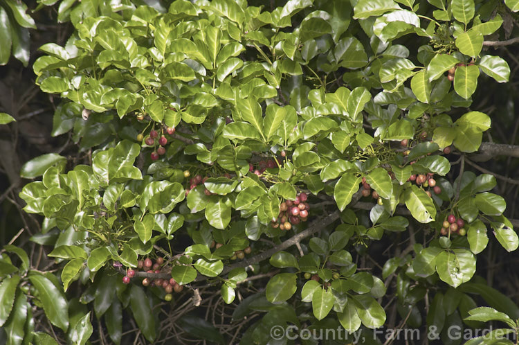 Puriri (<i>Vitex lucens</i>), a 20m tall, wide-spreading evergreen tree native to New Zealand. The small pinkish-red flowers open from late autumn and are followed by the deep pink to red fruits shown here, which are usually ripe just before flowering time. vitex-2927htm'>Vitex.