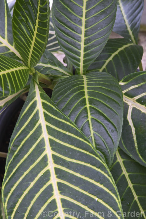 The foliage of the Brilliant-flowered Sanchezia (<i>Sanchezia speciosa [syn. Sanchezia nobilis]), a 25m high evergreen shrub native to Ecuador and Peru. Notable for its showy flowers and clearly delineated cream leaf midribs. sanchezia-3273htm'>Sanchezia.
