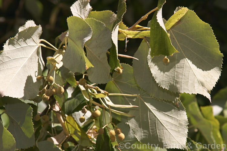 The early autumn foliage and seedpods of the Silver Lime (<i>Tilia tomentosa</i>), a southeast European deciduous tree that grows to around 35m tall. The undersides of its leaves bear a silvery-grey indumentum. Order: Malvales, Family: Malvaceae