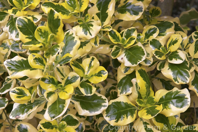 Coprosma repens 'Taupata Gold', a boldly variegated cultivar of the taupata, a glossy-leaved evergreen shrub native to coastal New Zealand Found from midway up the South Island northwards, it is very tolerant of salt spray because of its waxy foliage. Order: Gentianales, Family: Rubiaceae