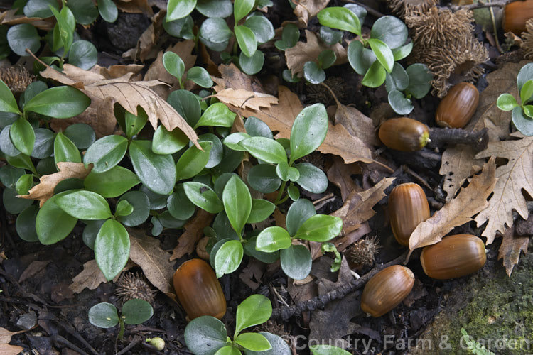 Seedlings of Sarcococca saligna among fallen leaves and acorns of the Turkey Oak (<i>Quercus cerris</i>). Sarcococca saligna is a stoloniferous, winter-flowering evergreen shrub that grows to around 12m tall Purple to black fruits follow the flowers. It is native to the western Himalayan region. sarcococca-2486htm'>Sarcococca. <a href='buxaceae-plant-family-photoshtml'>Buxaceae</a>.