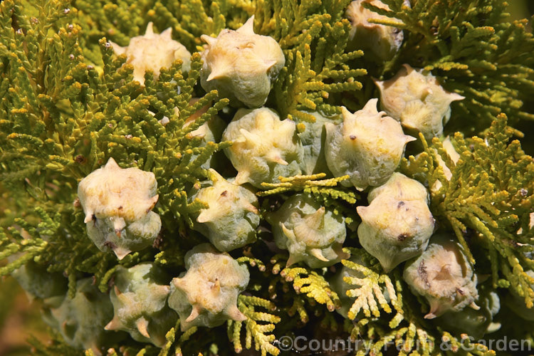 The developing cones of Thuja occidentalis 'Beverleyensis, a slow-growing, golden-foliaged cultivar of a 20m tall eastern North American tree. The turns to golden bronze in winter. Order: Pinales, Family: Cupressaceae