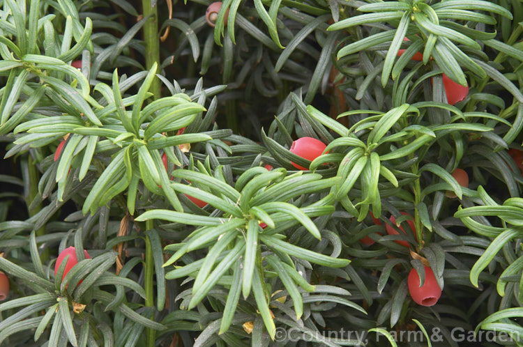 Yew (<i>Taxus baccata</i>) with its fruit, a red-fleshed drupe. This very tough and widely cultivated Eurasian conifer occurs in many cultivated forms but in the wild is usually seen as a multi-branched dome-shaped tree around 15-20m tall Order: Pinales, Family: Taxaceae
