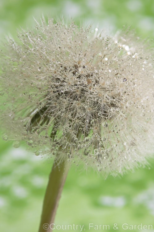 Dew-covered seedhead or 'clock' of a dandelion (<i>Taraxacum campylodes [syns. Taraxacum officinale, Taraxacum vulgare</i>), a common weed of lawns and pastures, originally native to the Northern Hemisphere but now widespread. It is sometimes used by herbalists. taraxacum-3348htm'>Taraxacum.