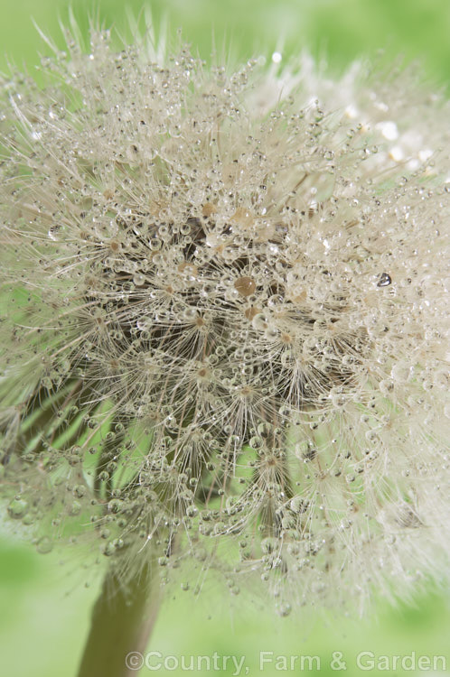 Dew-covered seedhead or 'clock' of a dandelion (<i>Taraxacum campylodes [syns. Taraxacum officinale, Taraxacum vulgare</i>), a common weed of lawns and pastures, originally native to the Northern Hemisphere but now widespread. It is sometimes used by herbalists. taraxacum-3348htm'>Taraxacum.