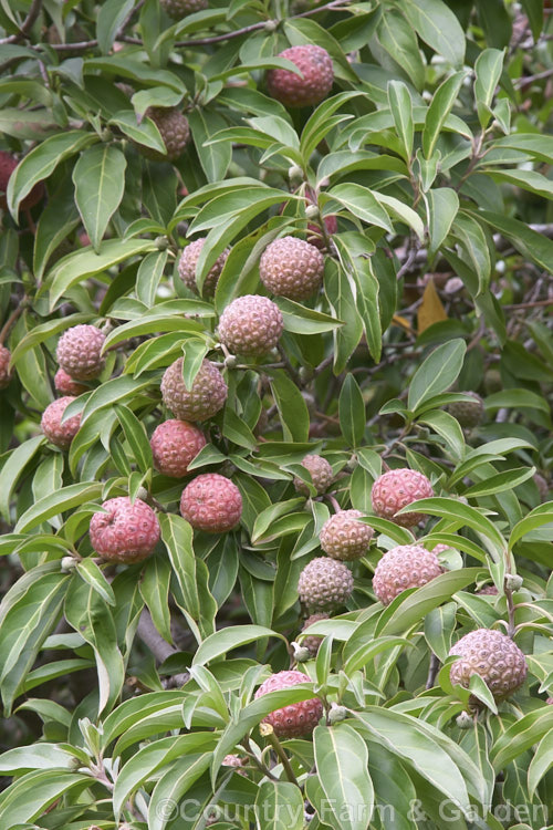 The fruit of the Himalayan Strawberry Tree or Bentham's Cornel (<i>Cornus capitata [syn. Dendrobenthamia capitata]). One of the few evergreen dogwoods, this tree late spring- to early summer-flowering tree grows to 16m and is native to the Himalayan region and nearby parts of China. The large strawberry-like fruits are edible but very astringent and are usually consumed only by birds. Order: Cornales, Family: Cornaceae