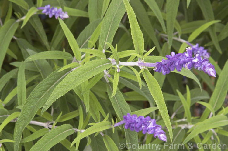 Mexican Bush Sage (<i>Salvia leucantha</i>), a long-flowering herbaceous perennial or evergreen small shrub that grows to about 12m tall and twice as wide. It is native to central and eastern Mexico. Order: Lamiales, Family: Lamiaceae