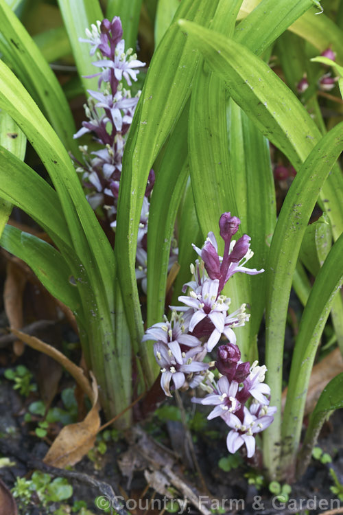 Reineckea carnea, a summer-flowering perennial native to China and Japan. It forms clumps of broad, grassy foliage and produces its small flower heads near ground level, often partly concealed by the foliage. The flowers are mildly scented and are followed by small red berries