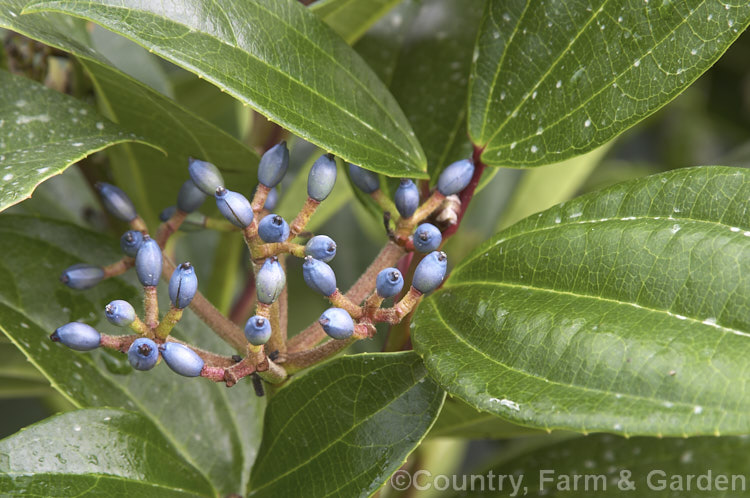 Viburnum davidii, a 30cm-15m high, evergreen shrub native to western China. The showy metallic blue fruit but only develop well if the heads of small, creamy white flowers are cross-pollinated. viburnum-2081htm'>Viburnum.. viburnum-2081htm'>Viburnum. <a href='adoxaceae-plant-family-photoshtml'>Adoxaceae</a>.