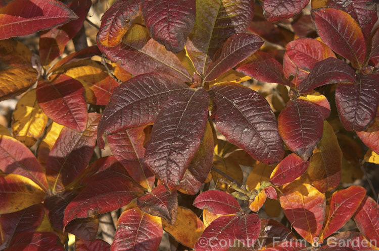 A group of deciduous azaleas