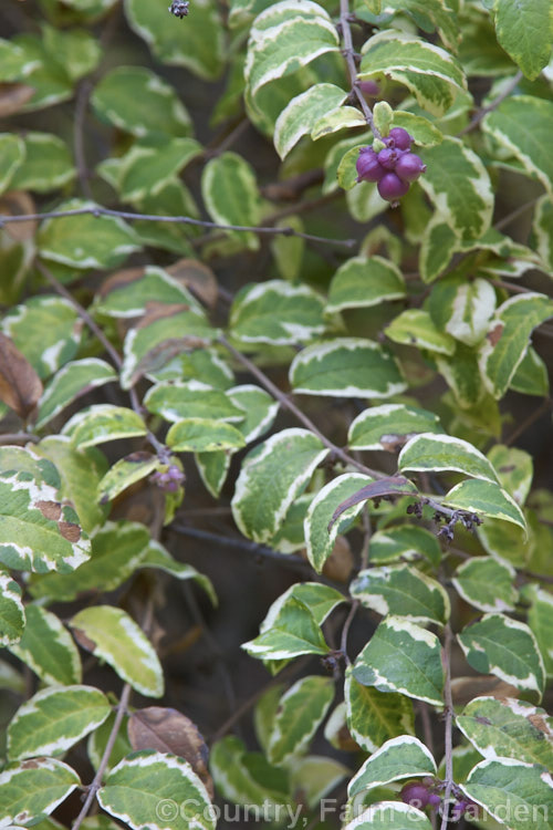<a href='caprifoliaceae-plant-family-photoshtml'>Caprifoliaceae</a>