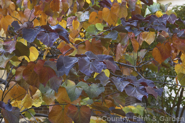 Cercis canadensis 'Forest. Pansy', a cultivar of the Eastern Redbud, a spring-flowering, spreading, deciduous tree that usually grows to around 10m tall Found in various forms from southern Canada to the mountains of northern Central America 'Forest. Pansy' has deep purple red summer foliage and colours brilliantly in autumn. cercis-2422htm'>Cercis.