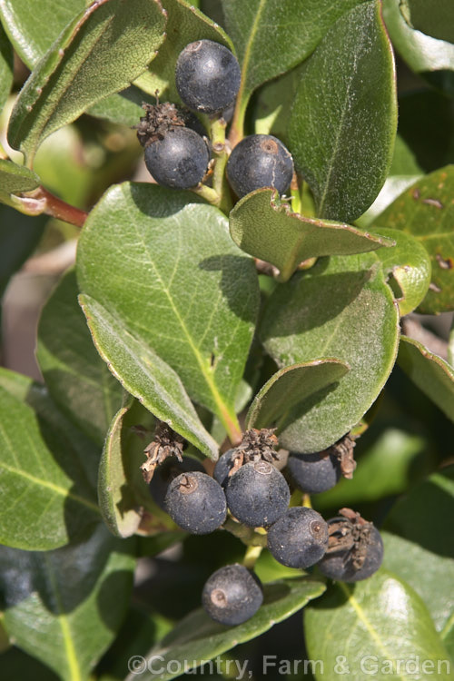 The fruit of Rhaphiolepis umbellata, an evergreen shrub native to Japan and Korea. The black olive-like fruits develop from white flowers that open in spring and early summer