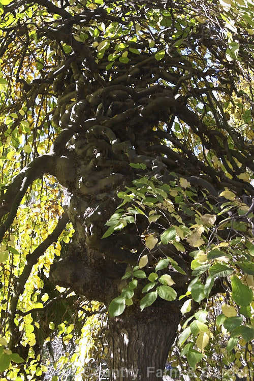 The contorted branches of the Camperdown Elm (<i>Ulmus glabra 'Camperdownii'), a form of the Scotch Elm or Wych Elm that develops into a wide-spreading dome-shaped tree. The grafting point is clearly visible below the congested branches. Order: Rosales, Family: Ulmaceae