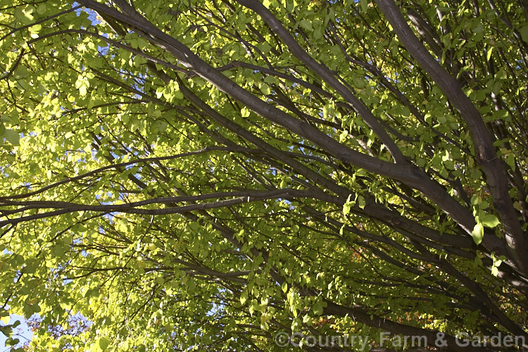 Autumn sun through the leaves of a Golden Elm (<i>Ulmus procera 'Louis van Houtte'). The exact origins of this yellow-leaved cultivar of the English Elm are uncertain. Its summer foliage is yellow green but the colour intensifies to quite a bright yellow in autumn. Order: Rosales, Family: Ulmaceae