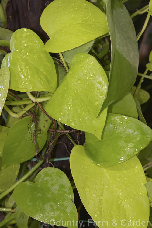 Scindapsus 'Golden Gem', a yellow foliaged form of tropical liana that is usually grown as a house plant. scindapsus-3294htm'>Scindapsus.
