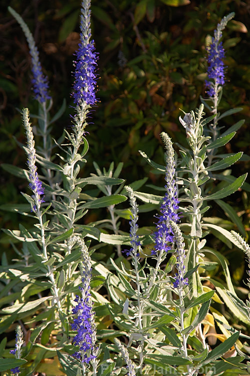 Totei Ran (<i>Veronica ornata</i>), an autumn-flowering herbaceous perennial native to coastal southern and central Japan. It grows to around 50cm high and wide. Order: Lamiales, Family: Plantaginaceae
